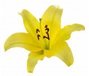 YELLOW LILIES BOUQUETS (2)